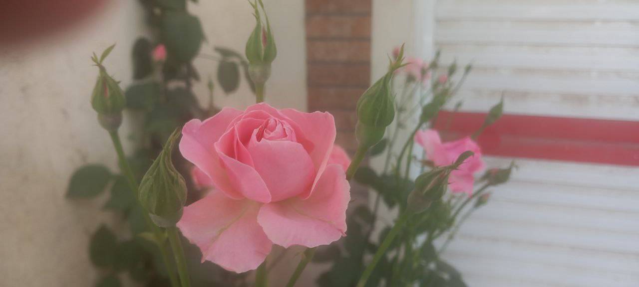 قابی چشم نواز از رویش گل های رز صورتی در لارستان