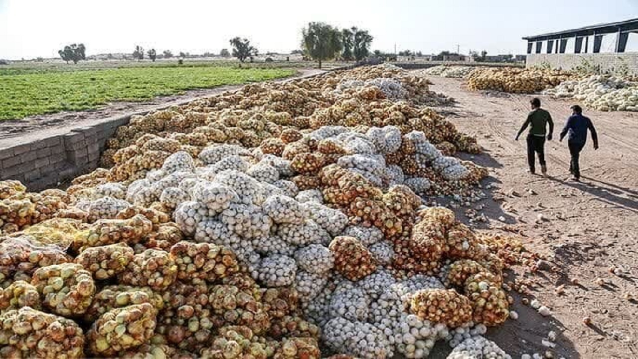 بحران پیاز جیرفت از ورود کشاورزان غیرمتخصص تا طمع تجارت +فیلم بحران پیاز جیرفت از ورود کشاورزان غیرمتخصص تا طمع تجارت +فیلم