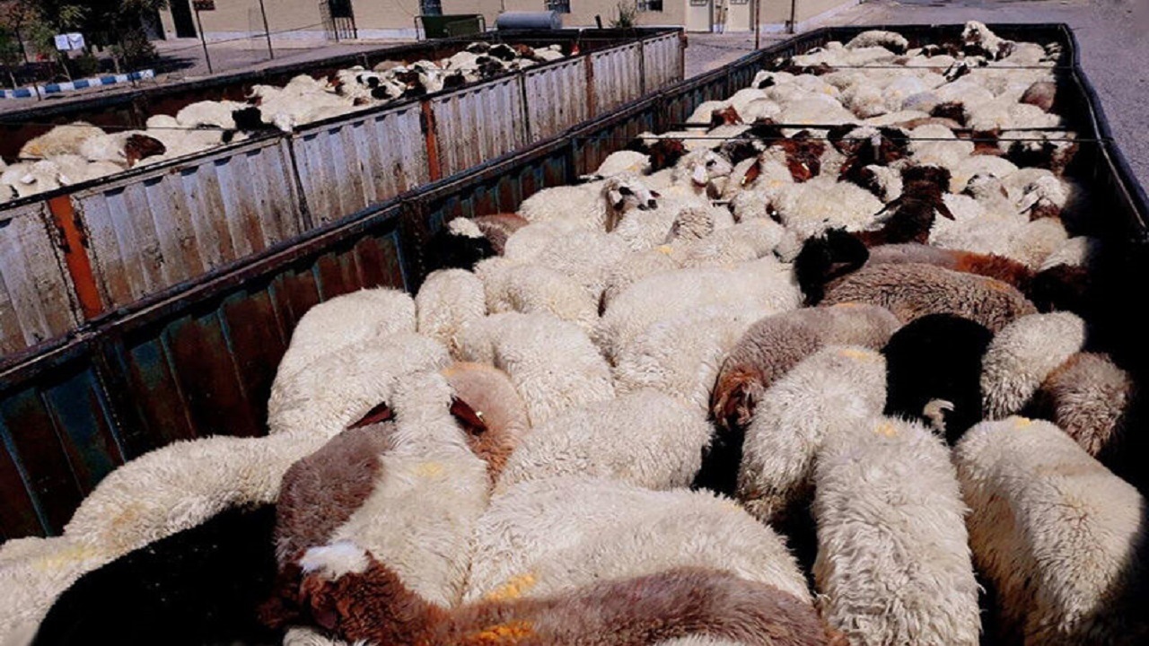 جریمه پنج میلیاردی قاچاقچی دام در کامیاران