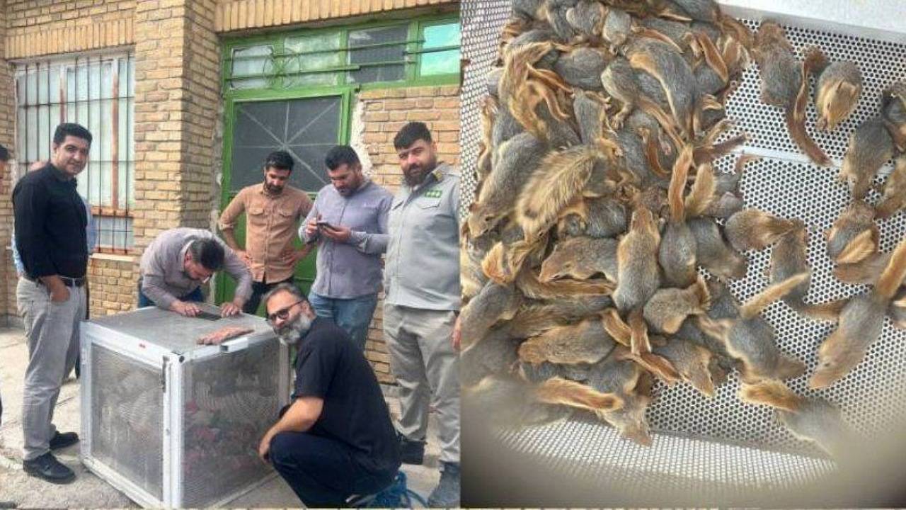 قاچاقچی سنجاب در کردستان به دام افتاد