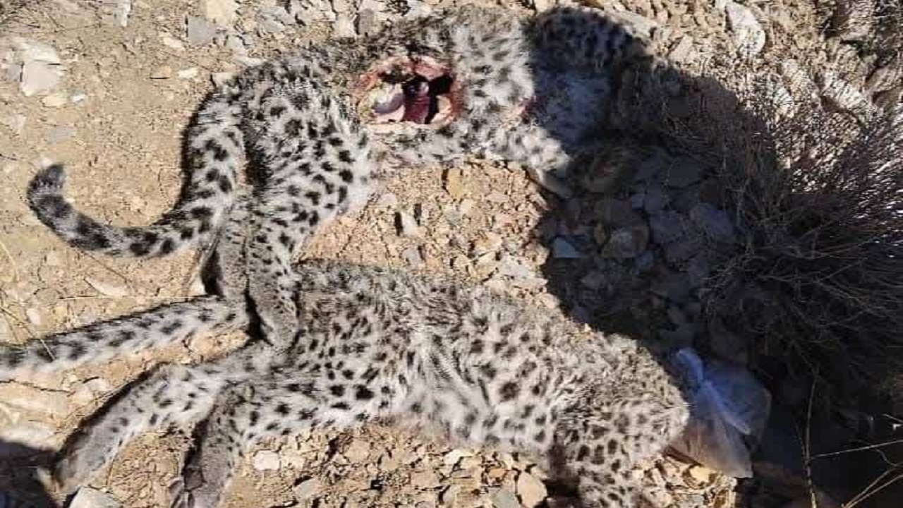 لاشه ۲ توله پلنگ ایرانی در پارک ملی خبر کرمان مشاهده شد