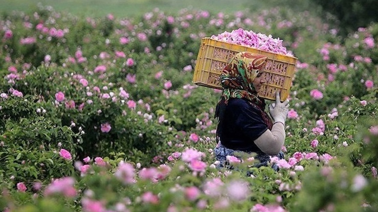 شروع فصل برداشت در قطب تولید گل محمدی خراسان جنوبی