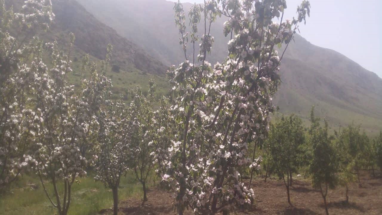 چشم نوازی بهار در روستای جغدان به روایت شهروندخبرنگار