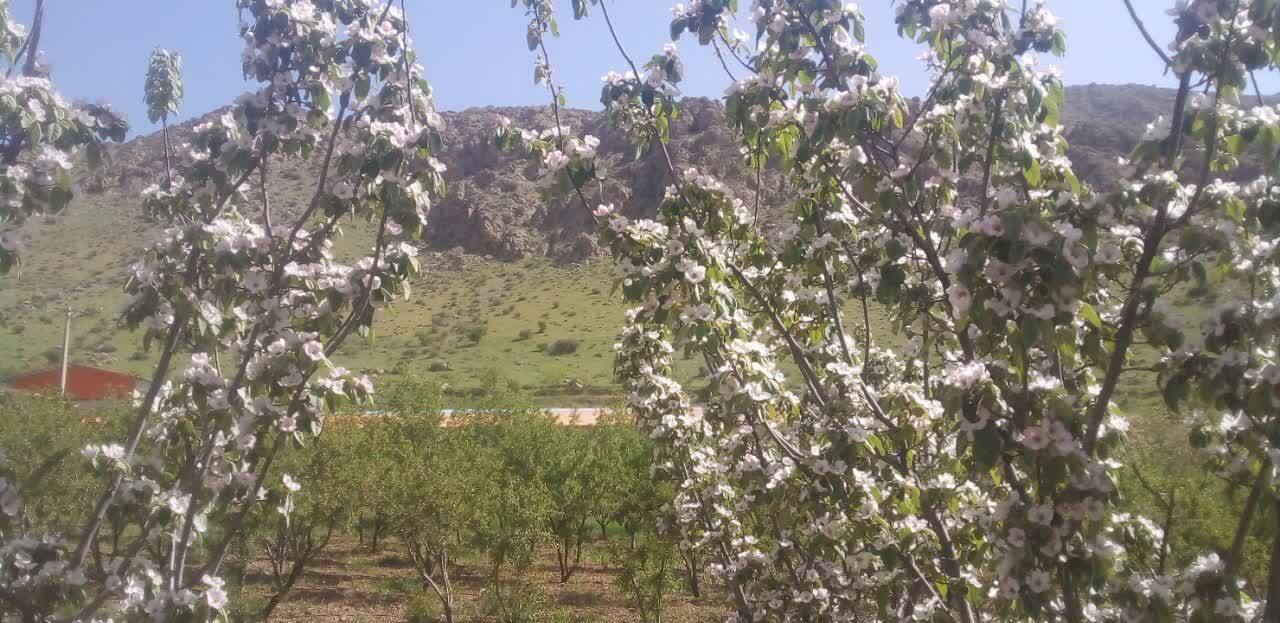 چشم نوازی بهار