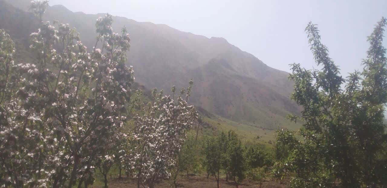 چشم نوازی بهار در روستای جغدان به روایت شهروندخبرنگار