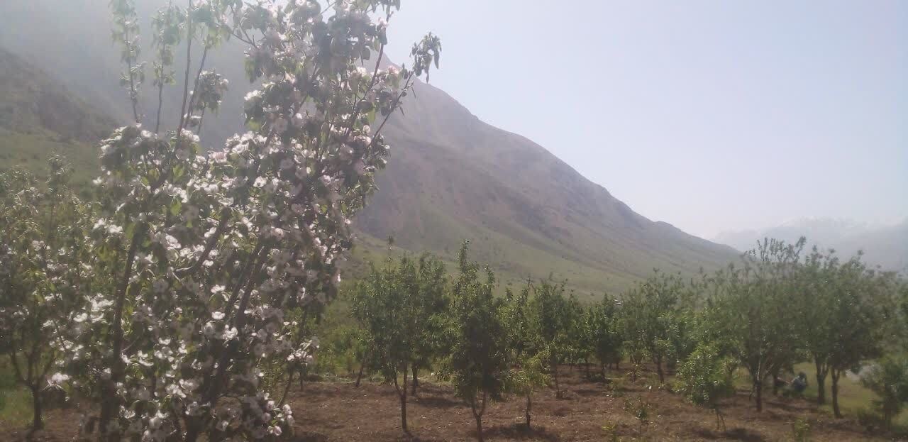 گزارش تصویری از طبیعت بهاری روستای جغدان