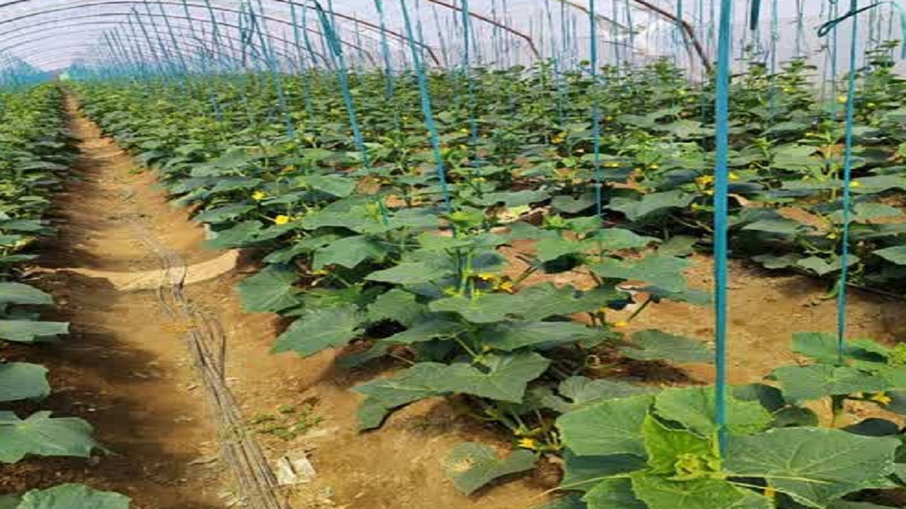 جویبار قطب خیار گلخانه‌ای؛ جهاد کشاورزی به دنبال ارقام جدید