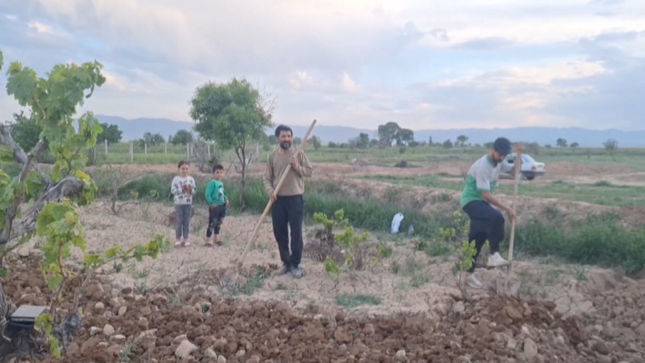بیل زدن باغ‌های میوه در روستای لوشکان+ فیلم