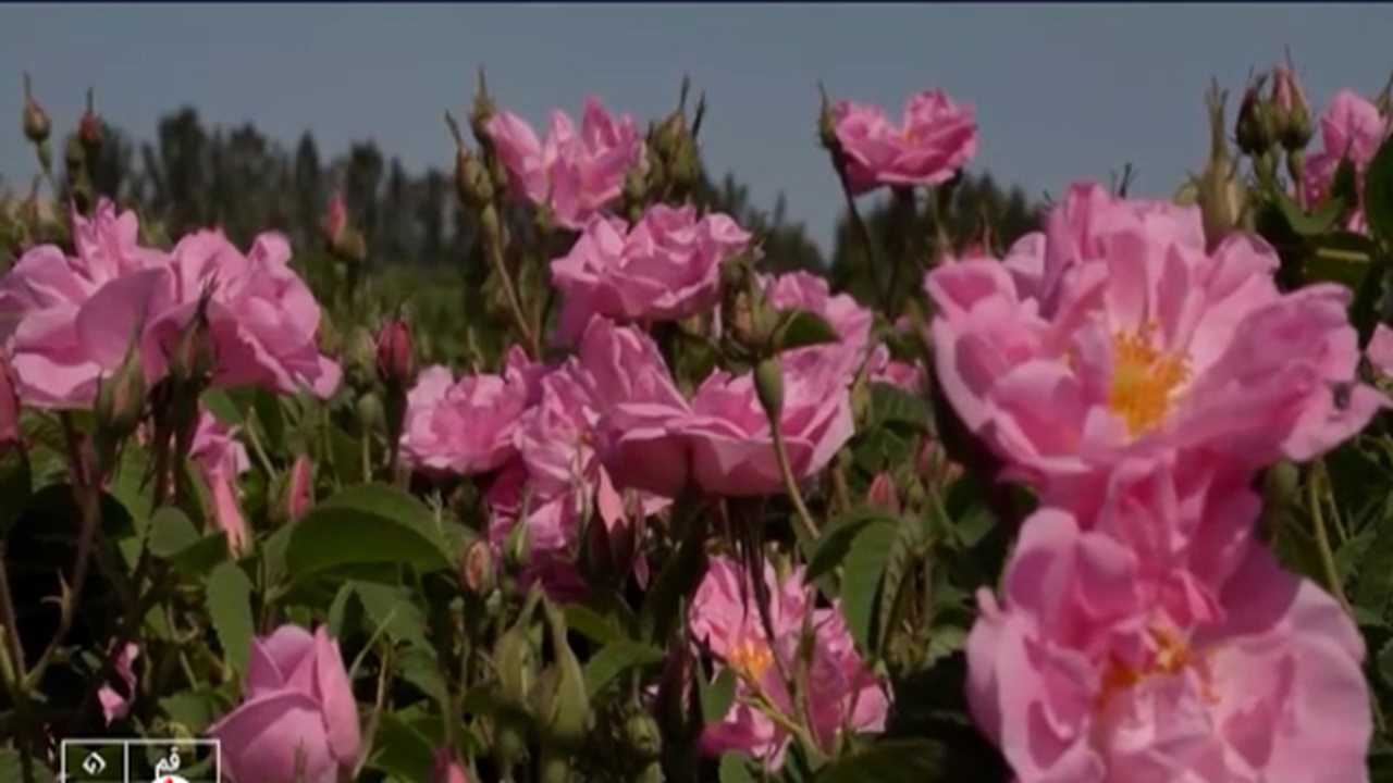 برداشت گل محمدی از مزارع استان قم + فیلم