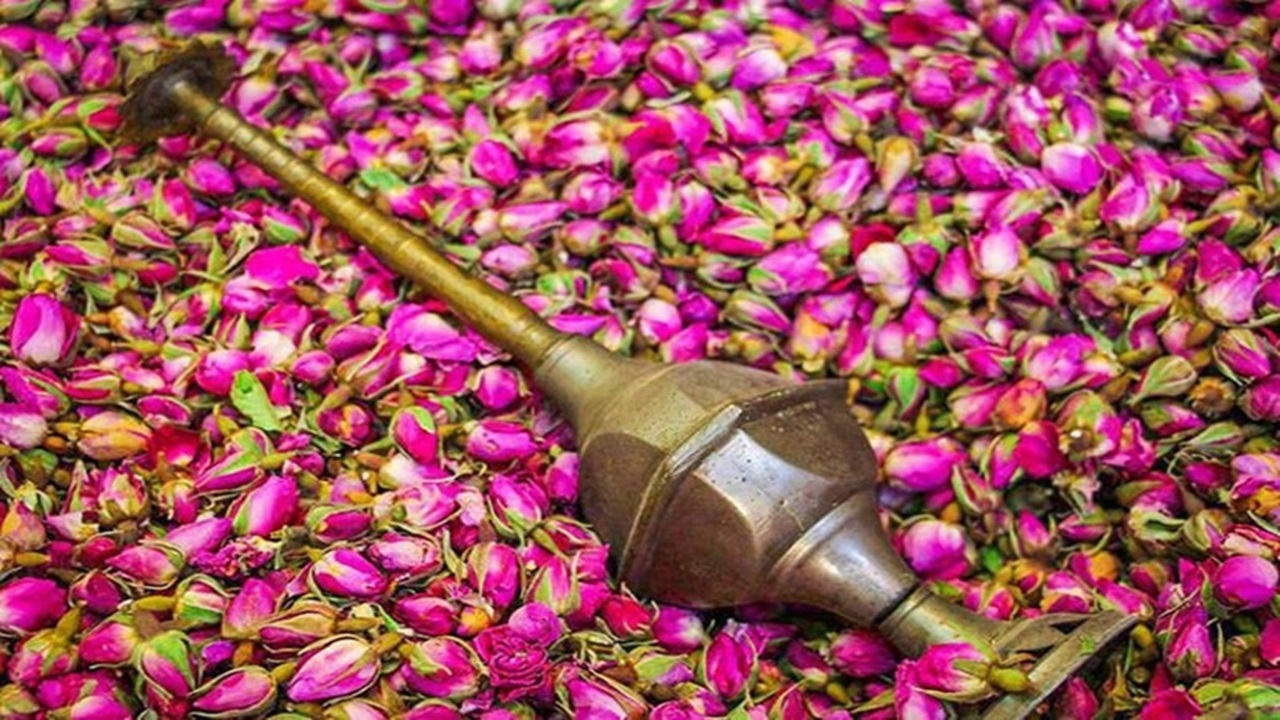 برپایی جشنواره گل محمدی در الله رود بار بابل + عکس
