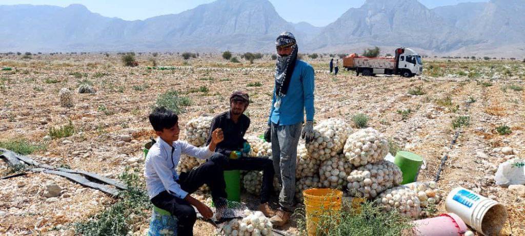 برداشت پیاز از باغ&zwnj;های روستای زاهد محمود لارستان