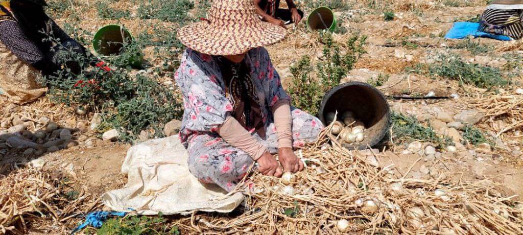 محصولات کشاورزی