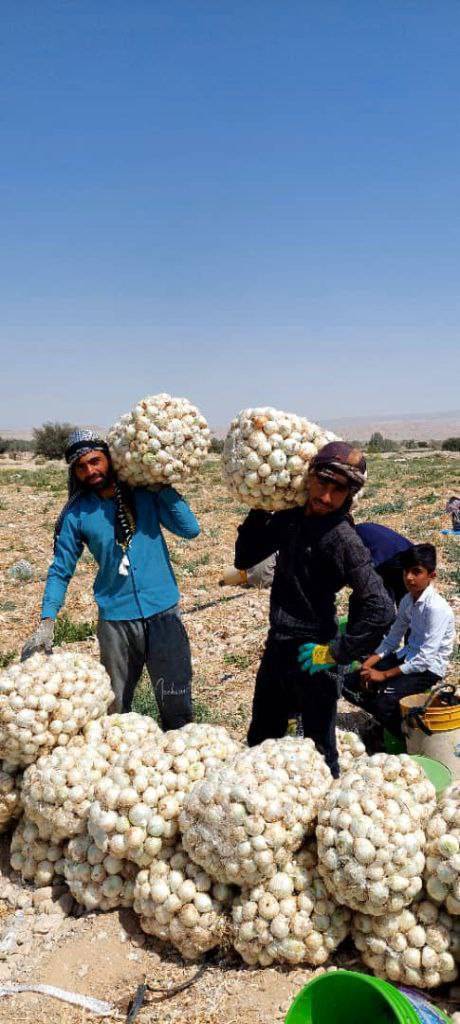 فصل برداشت پیاز