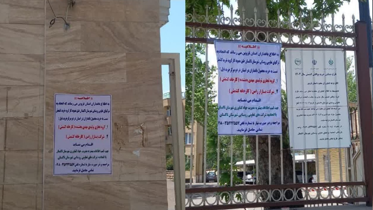 خرید توافقی کشمش از تاکداران استان قزوین
