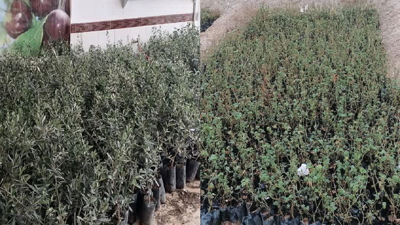 توزیع ۱۰ هزار نهال مثمر در شهرستان خوسف
