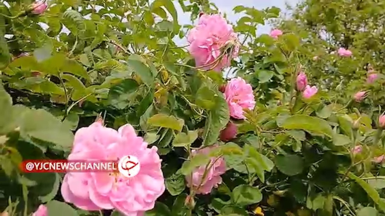 برگزاری جشنواره برداشت گل محمدی و گلابگیری در بابل + فیلم