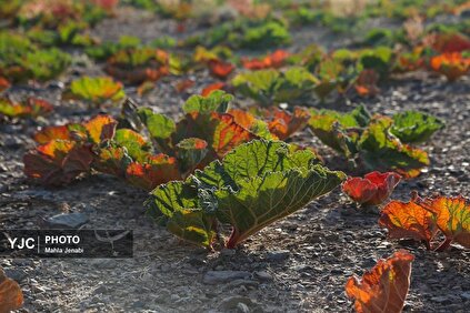 دشت ریواس بردسیر و چشمه گز در کرمان