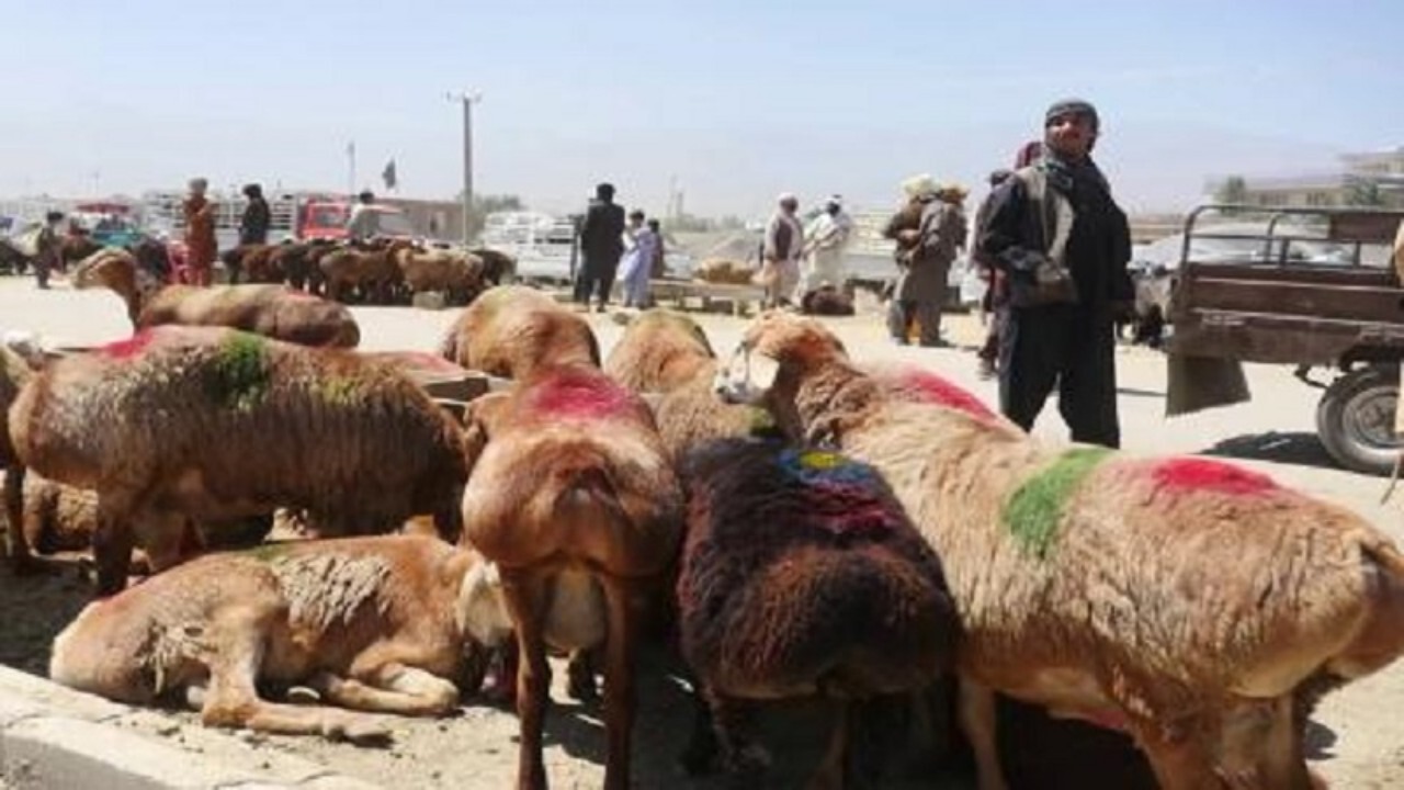 شیوع تب برفکی در افغانستان