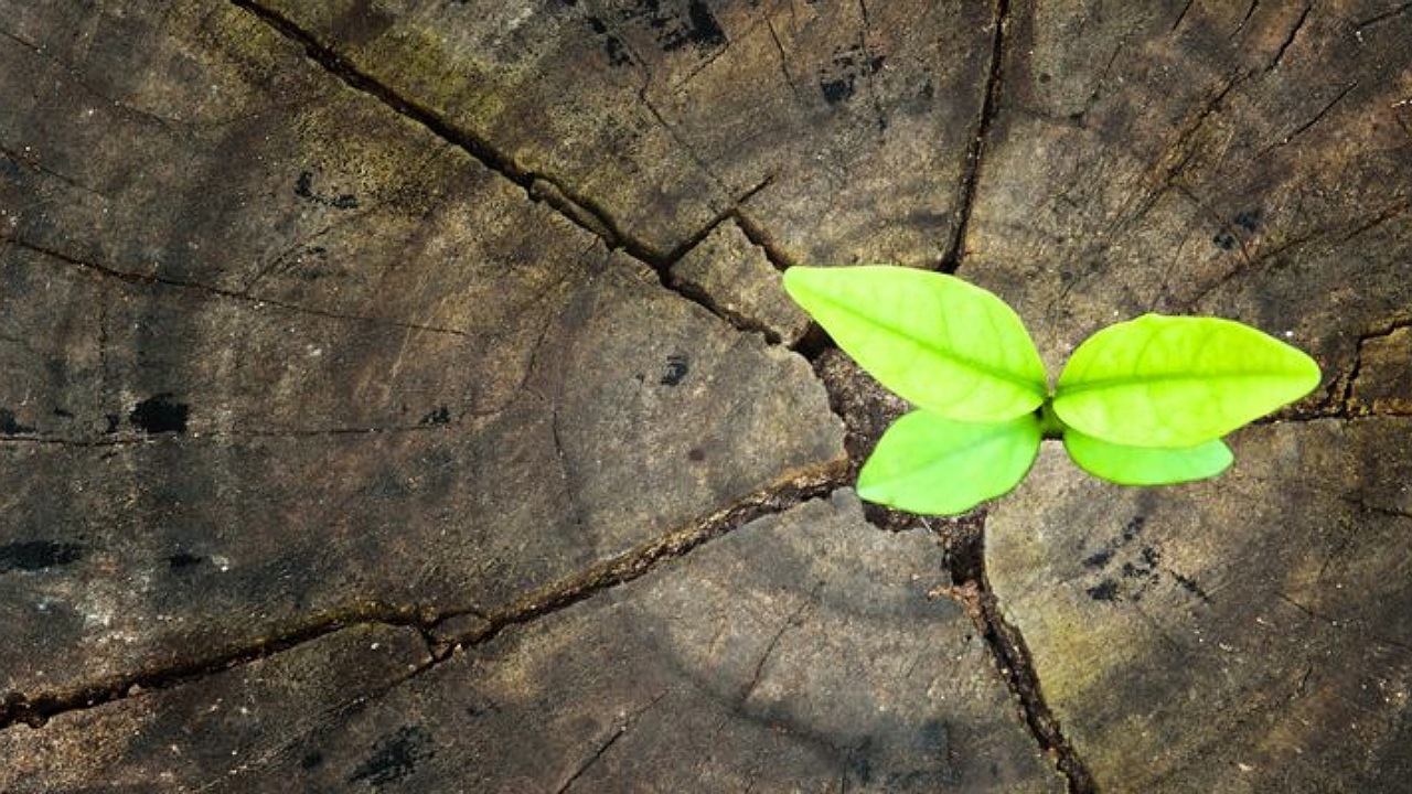 نقش امید در زندگی + فیلم