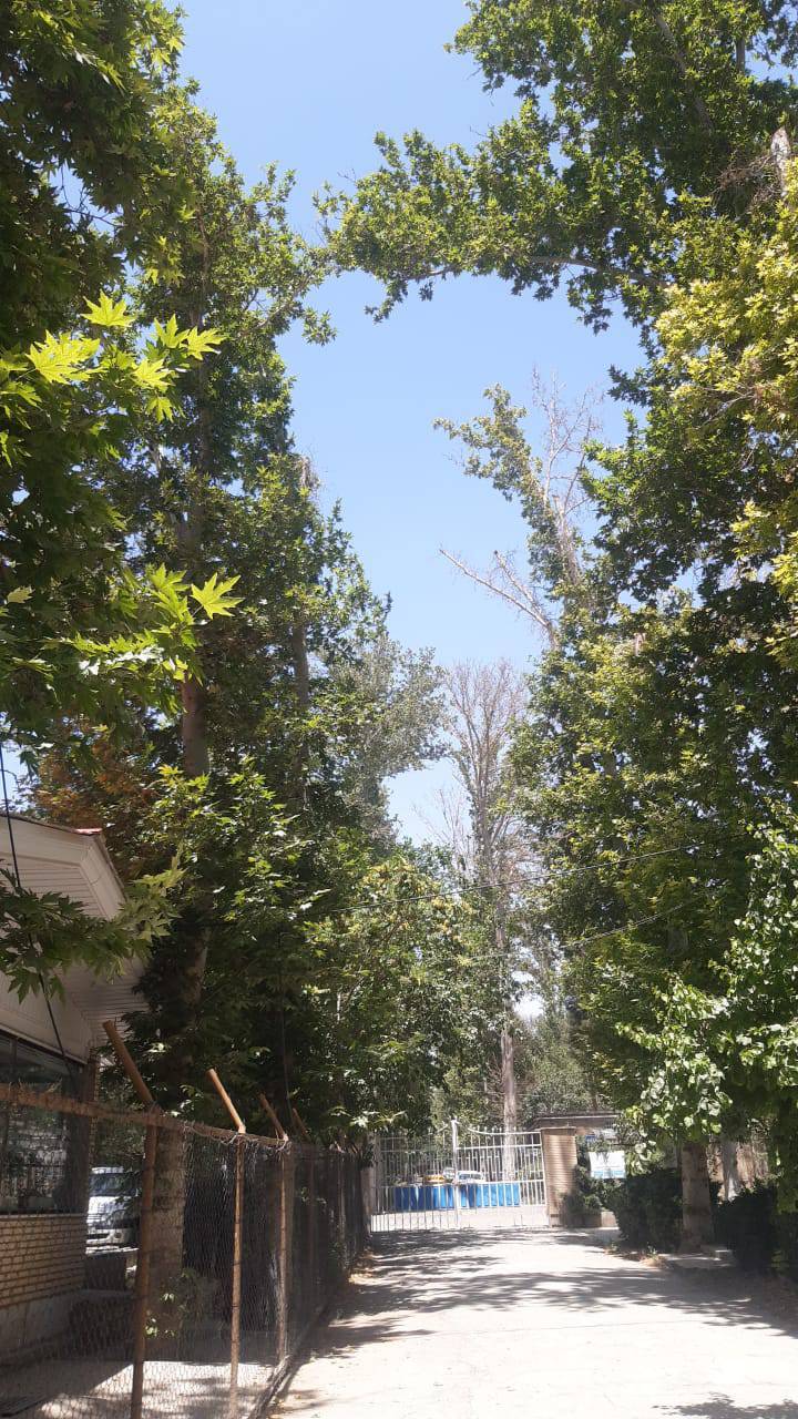 خشکسالی درختان ۱۰۰ ساله
