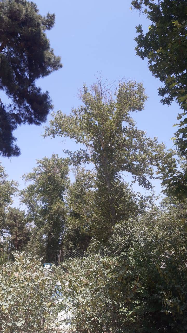 درختان ۱۰۰ ساله موسسه تحقیقات واکسن و سرم سازی رازی حصارک در آستانه خشکسالی + عکس