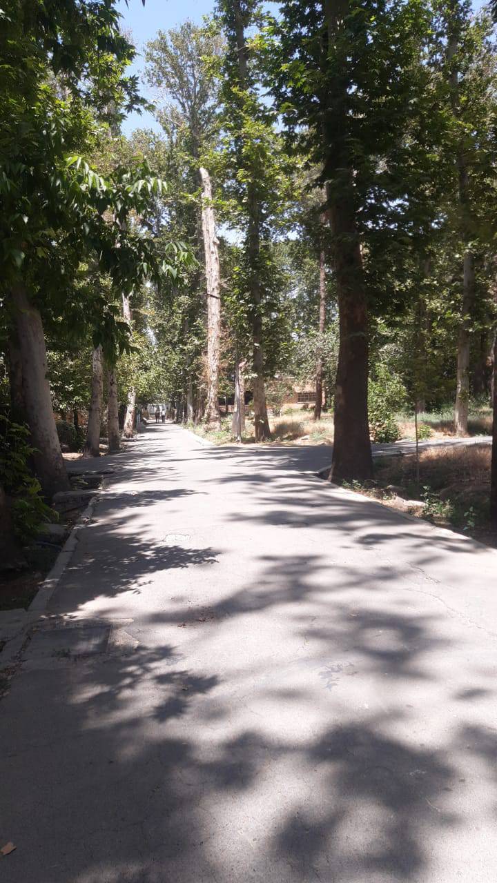 خشکسالی درختان