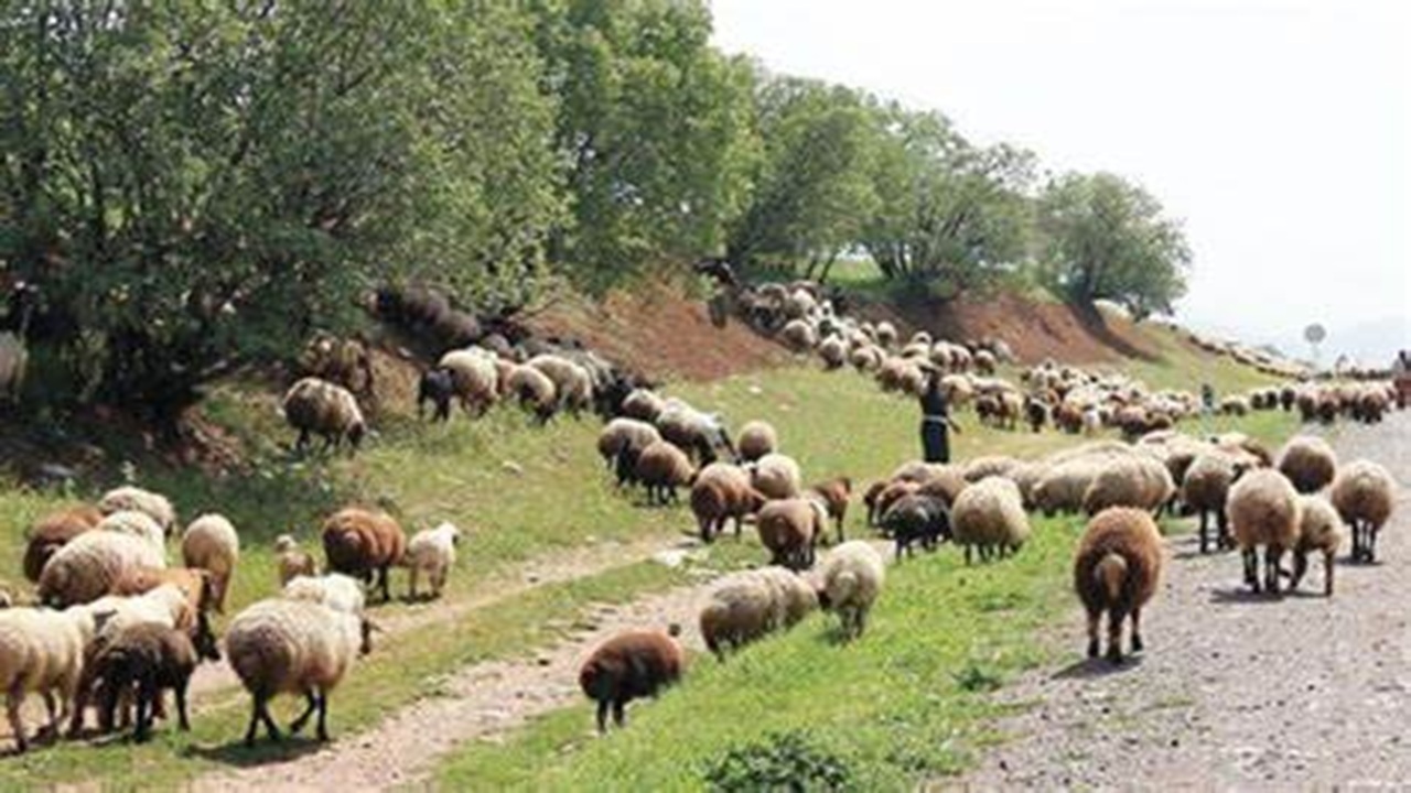 روی آوردن گوسفندان کوهی به مزارع کشاورزی روستای ملوند به دلیل خشکسالی