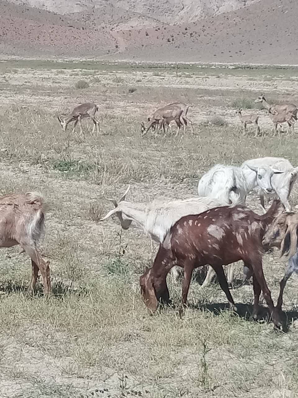 روی آوردن گوسفندان کوهی به مزارع کشاورزی روستای ملوند به دلیل خشکسالی