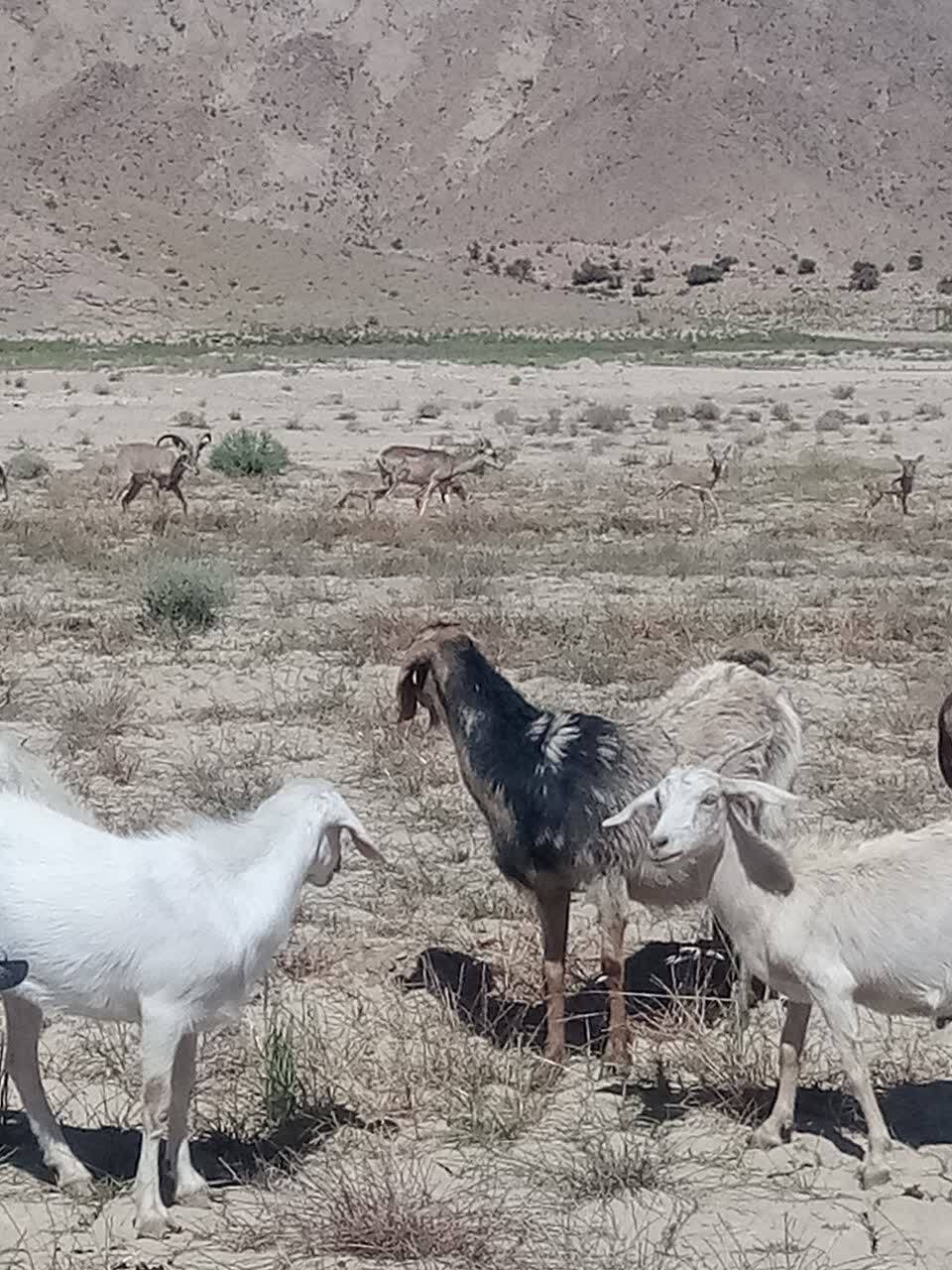 روی آوردن گوسفندان کوهی به مزارع کشاورزی روستای ملوند به دلیل خشکسالی