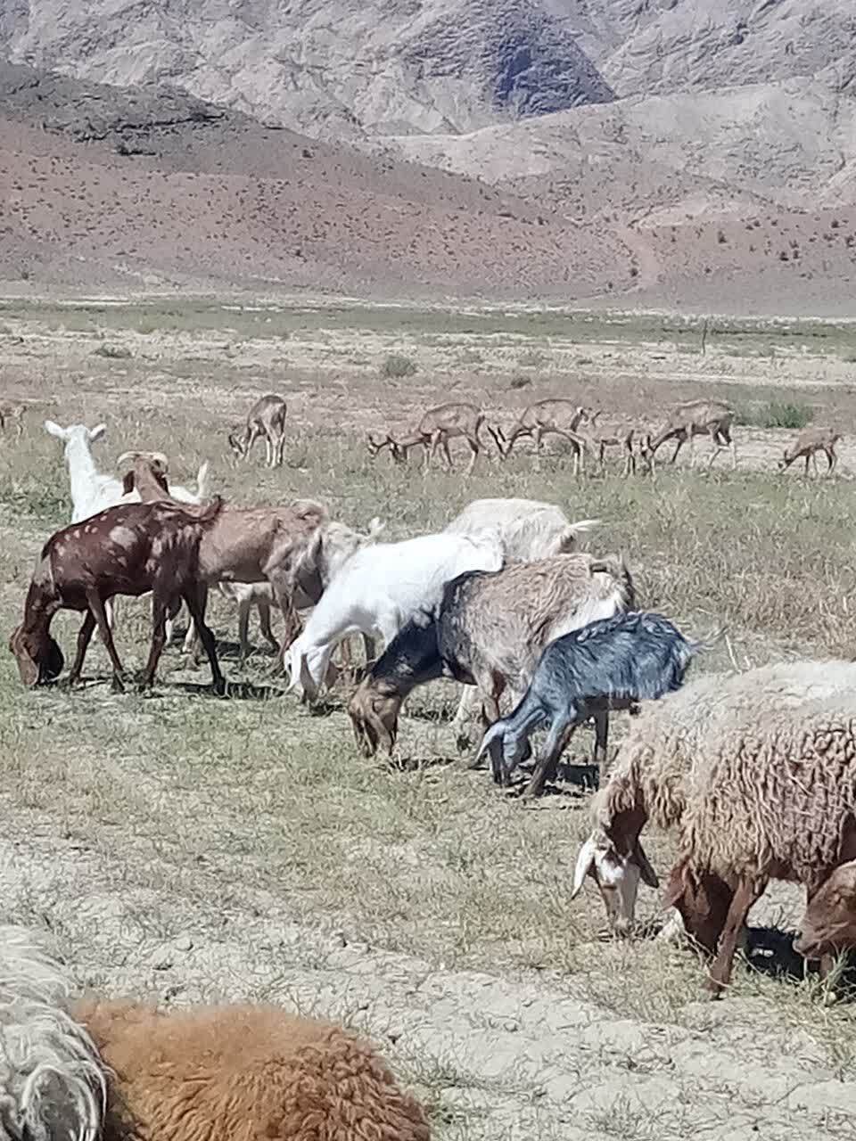 روی آوردن گوسفندان کوهی به مزارع کشاورزی