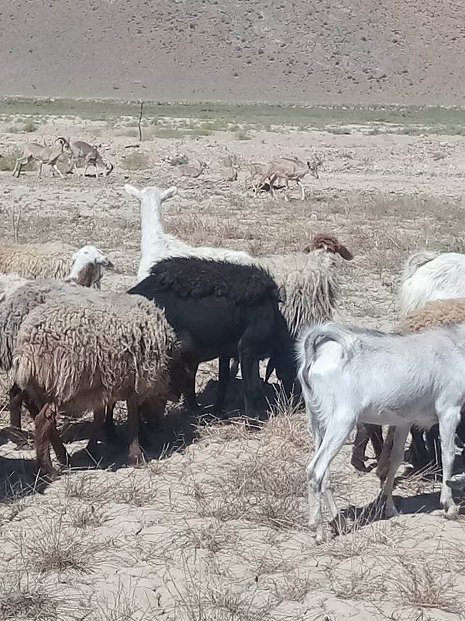 روی آوردن گوسفندان کوهی به مزارع کشاورزی روستای ملوند به دلیل خشکسالی
