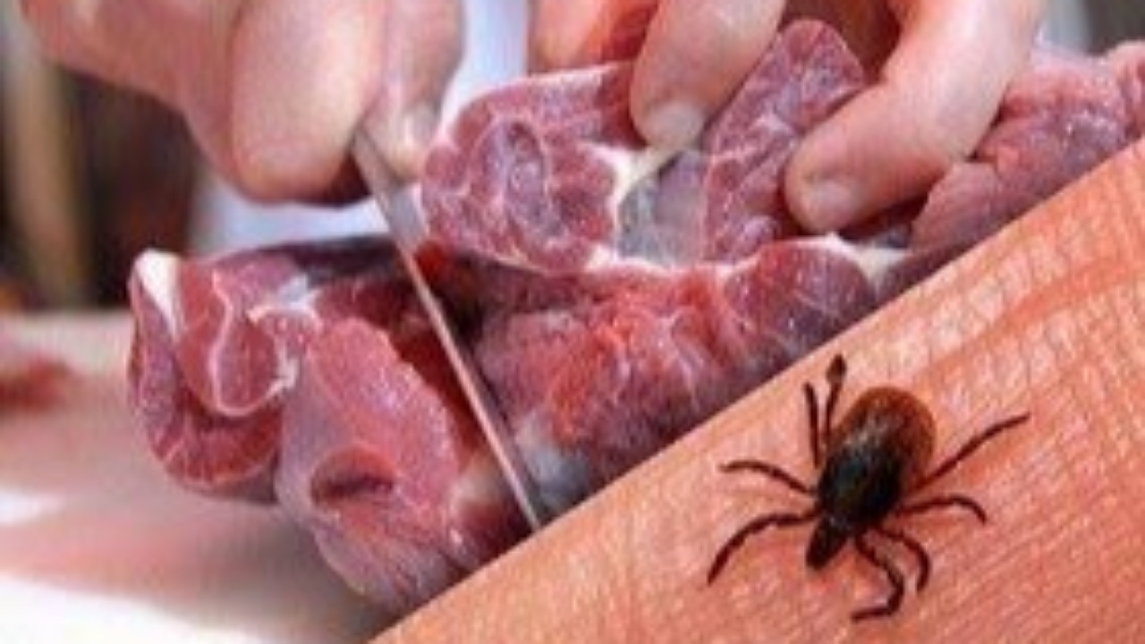 کشتار غیرمجاز دام، عامل شیوع تب کریمه کنگو