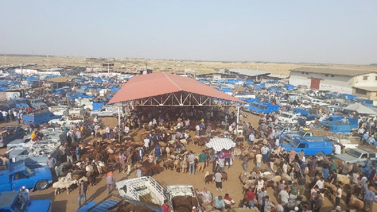 رونق خرید و فروش قربانی  در دومین میدان بزرگ دام کشور
