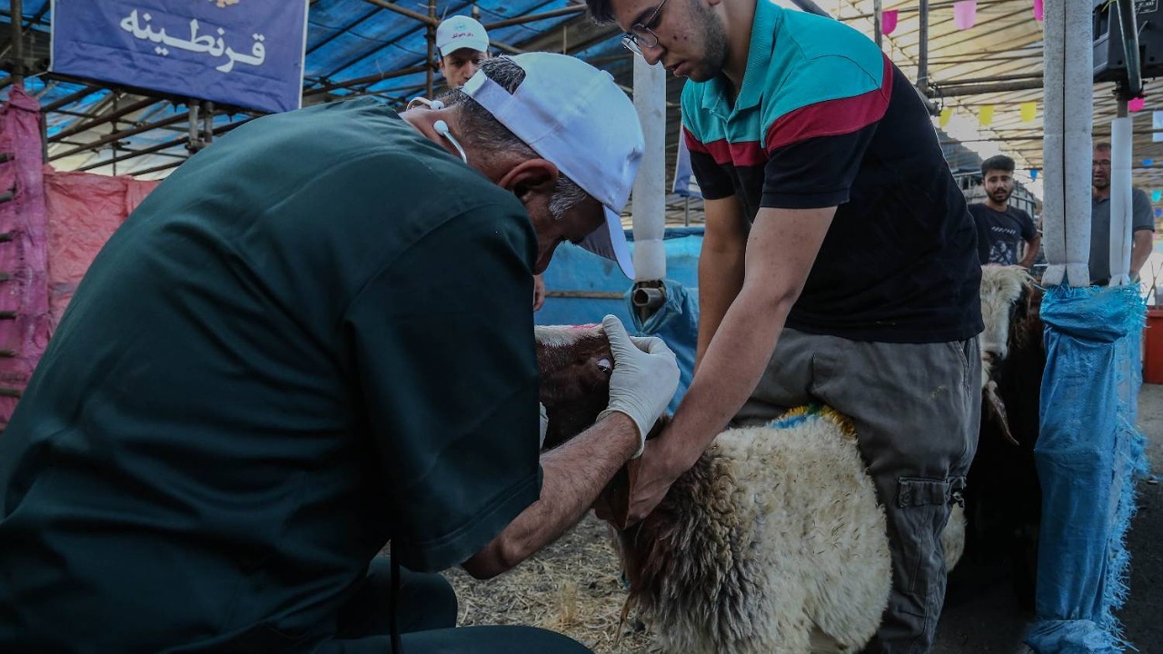 قیمت هر کیلوگرم دام زنده بهداشتی سبک ۳۴۰ هزار تومان