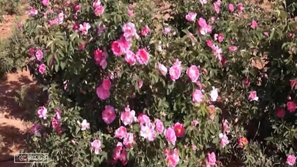 آغاز گلاب‌گیری در فیروزکوه + فیلم