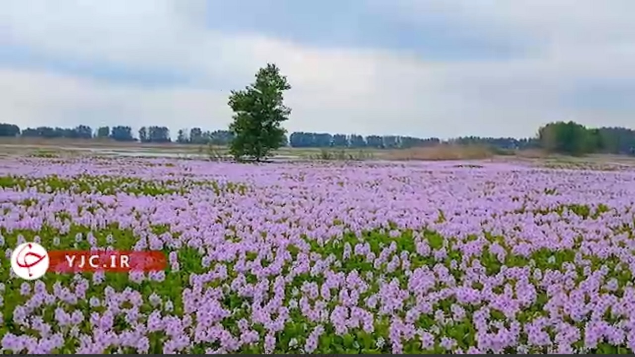 شوک به محیط زیست بابل با تکثیر چشمگیر سنبل آبی + فیلم