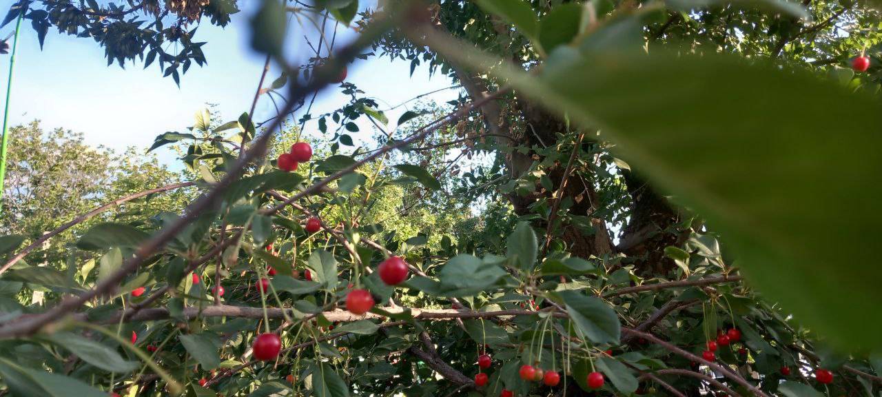 نمای زیبایی از درختان آلبالو