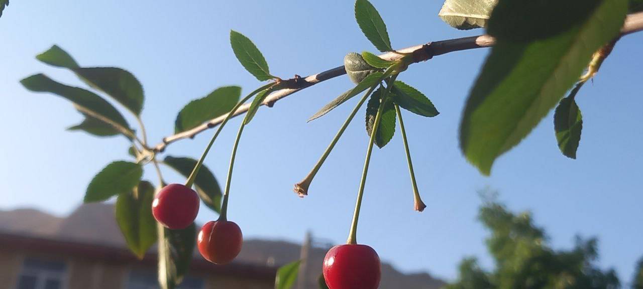 نمای زیبایی از عید غدیر