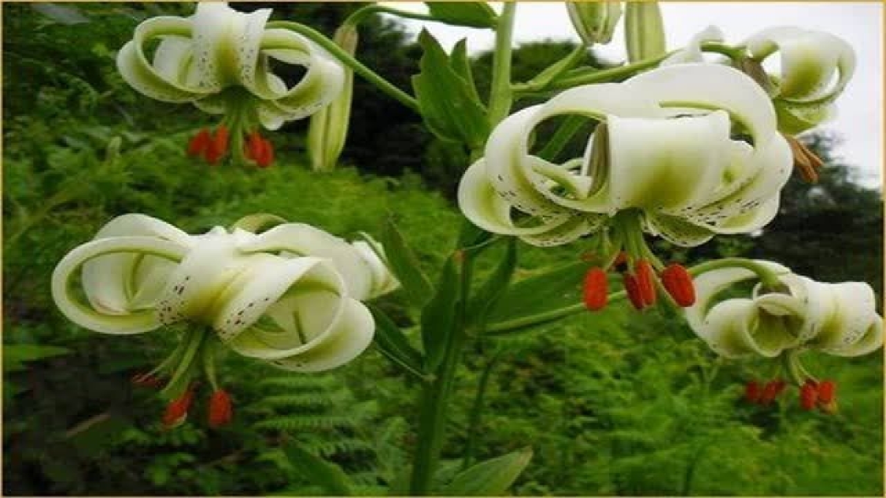 برگزاری جشنواره سوسن چلچراغ در روستای داماش رودبار
