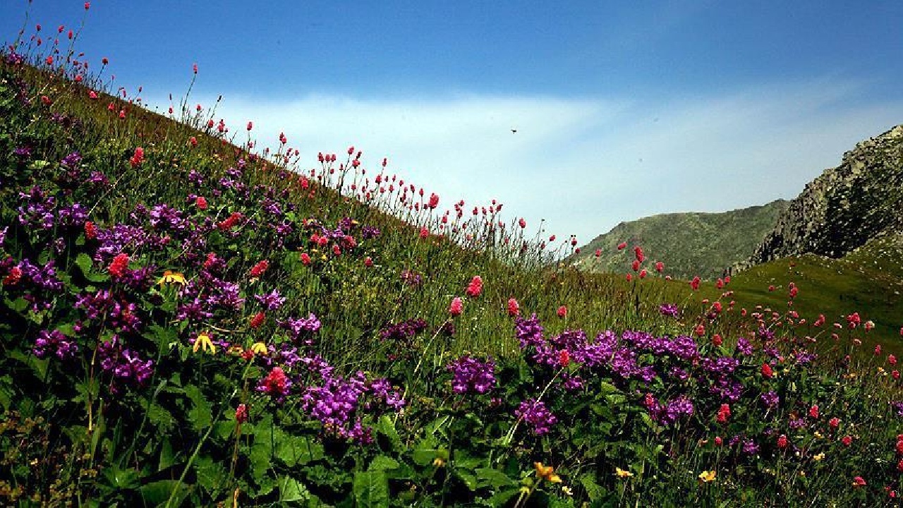 وجود ۱۷۶۰ گونه گیاهی در لرستان؛ ۲۰۰ گونه بومی منطقه