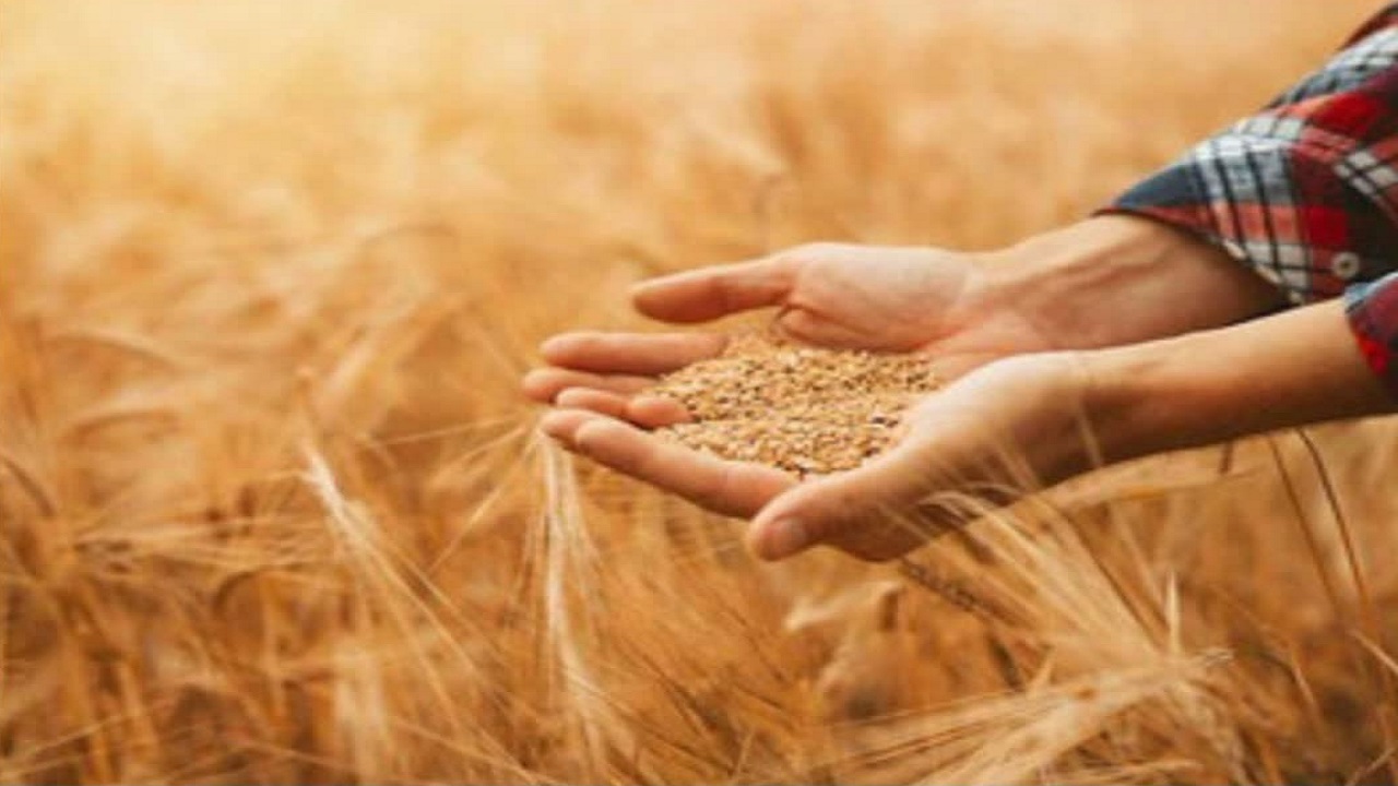 عبور خرید تضمینی گندم در گلوگاه از مرز ۷ هزار تن