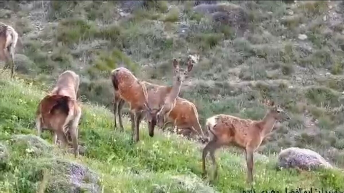 باشگاه خبرنگاران -تصاویری از زندگی مرال‌ها و شوکا‌ها در طبیعت کشور + فیلم
