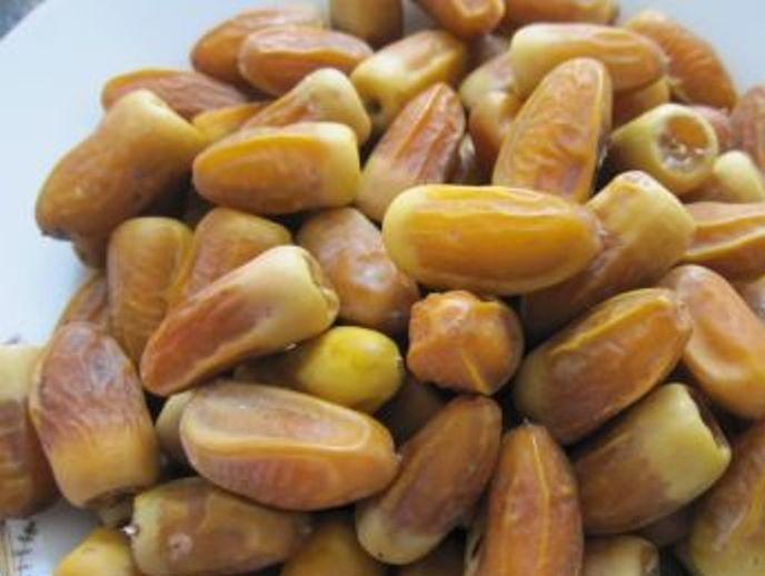 آغاز برداشت رطب نوبرانه در هرمزگان/کیلویی ۲۰۰ هزار تومان