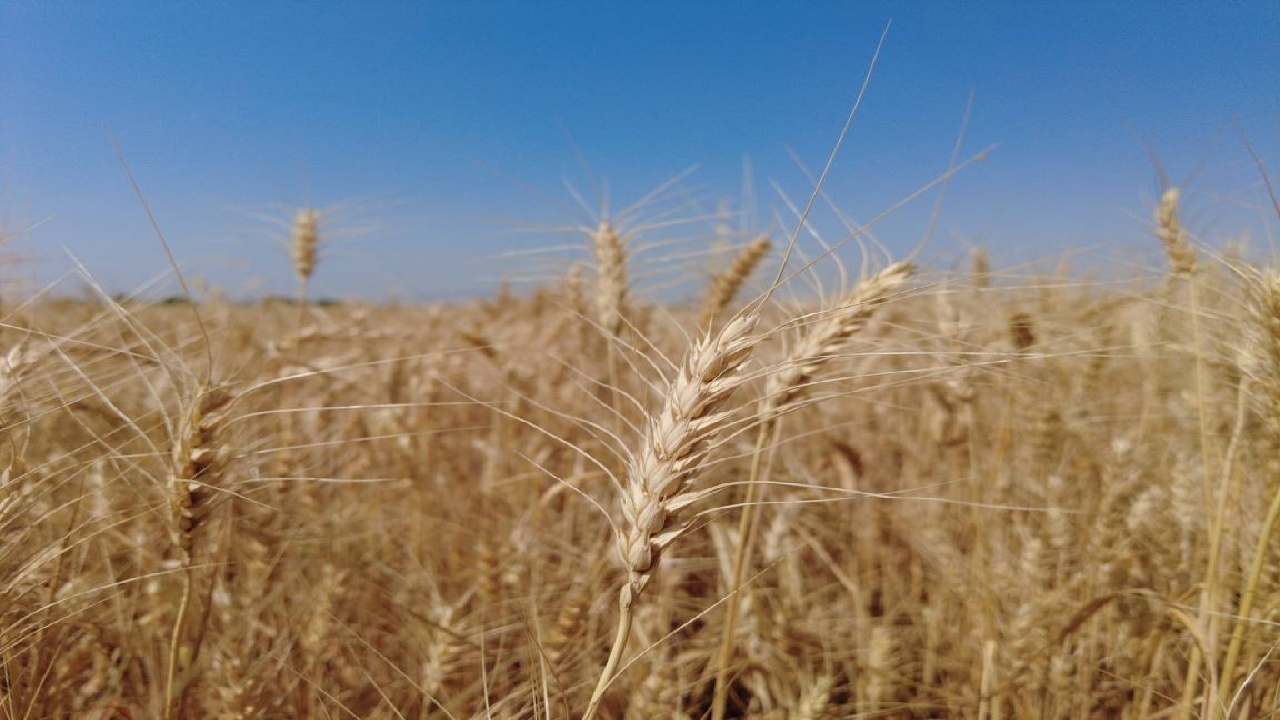 ثبات سطح زیر کشت گندم در ساوجبلاغ با وجود خشکسالی / پیش‌بینی برداشت ۶ تن در هر هکتار
