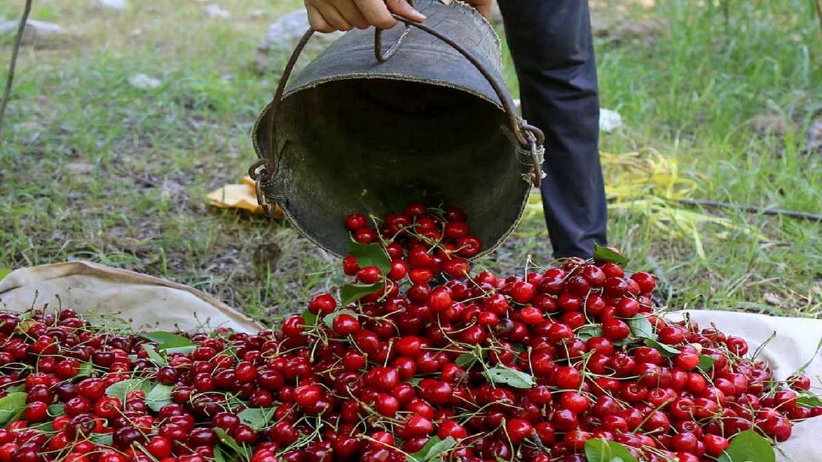 باشگاه خبرنگاران -سرمازدگی تولید گیلاس اشنویه را به نصف کاهش داد