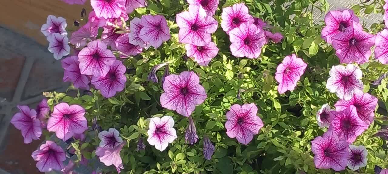جلوه ای از تزئین ورودی مغازه ها در لار جلوه ای از تزئین ورودی مغازه ها در لار