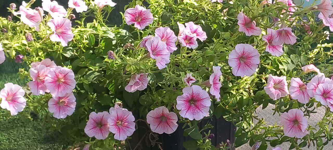 گل ها و گیاهان گل ها و گیاهان