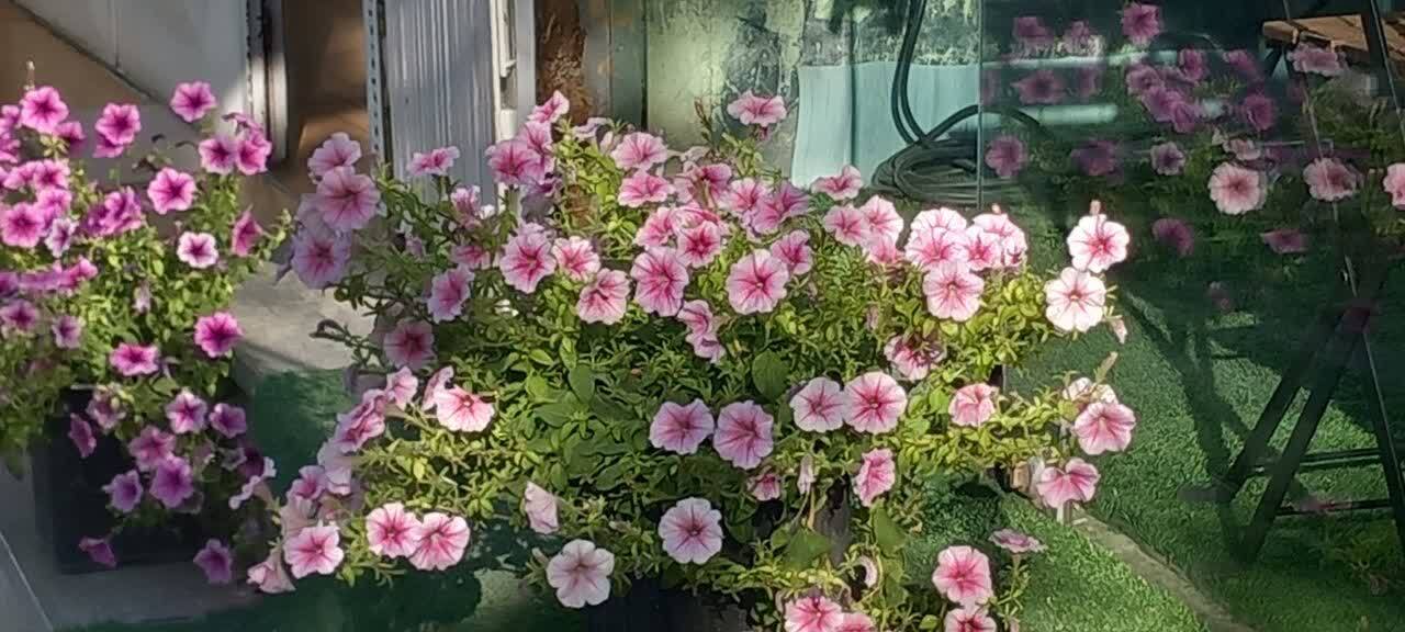 جلوه ای از تزئین ورودی مغازه ها در لار جلوه ای از تزئین ورودی مغازه ها در لار