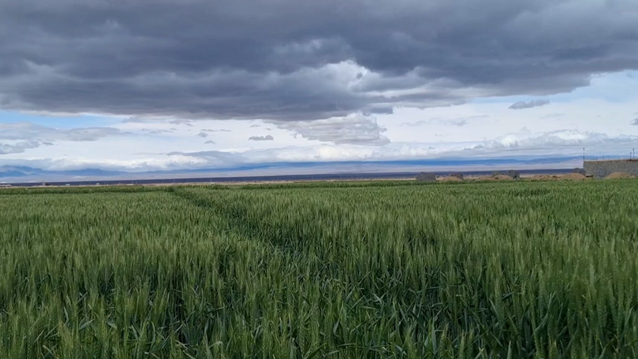 گندمزارهای اصفهان در سوگ محصول!