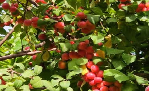 روزهای میوهای در دره گردشگری تجنود زیرکوه + تصاویر روزهای میوهای در دره گردشگری تجنود زیرکوه + تصاویر